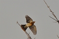 fieldfare, fieldfares, thrush-2